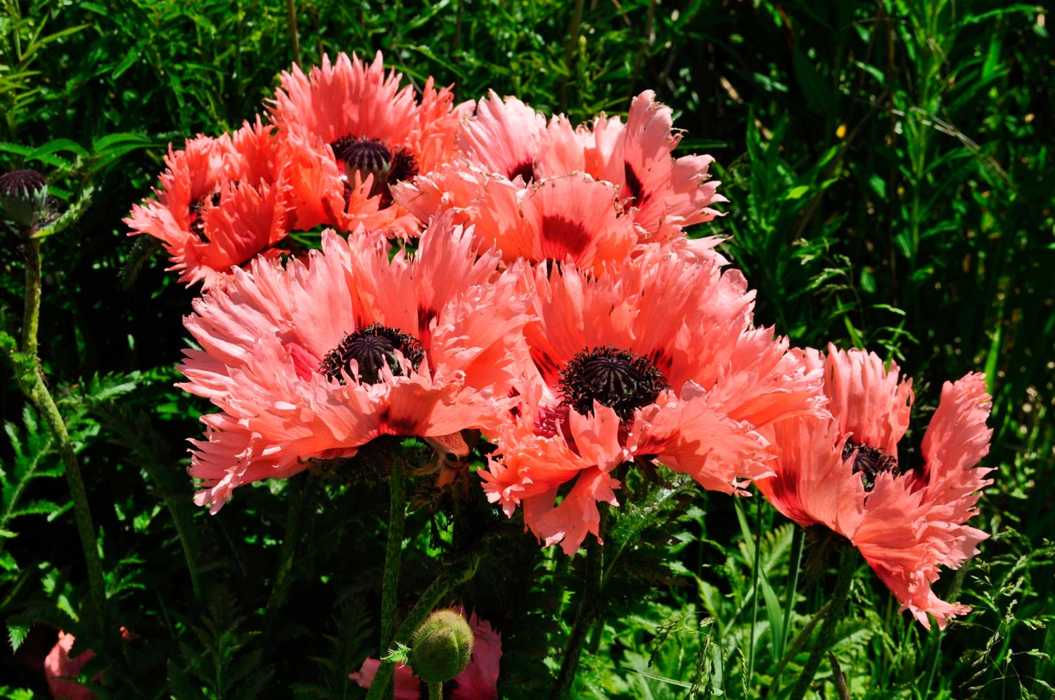 Papaver orientale 'Garden Glory'